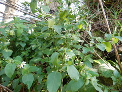Solanum chenopodioides