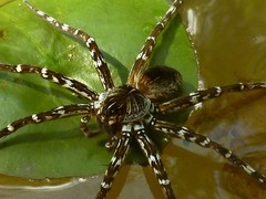 Dolomedes mankorlod