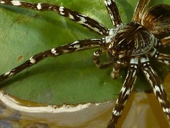 Dolomedes mankorlod