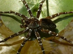 Dolomedes mankorlod