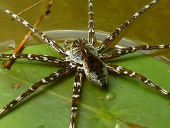 Dolomedes mankorlod