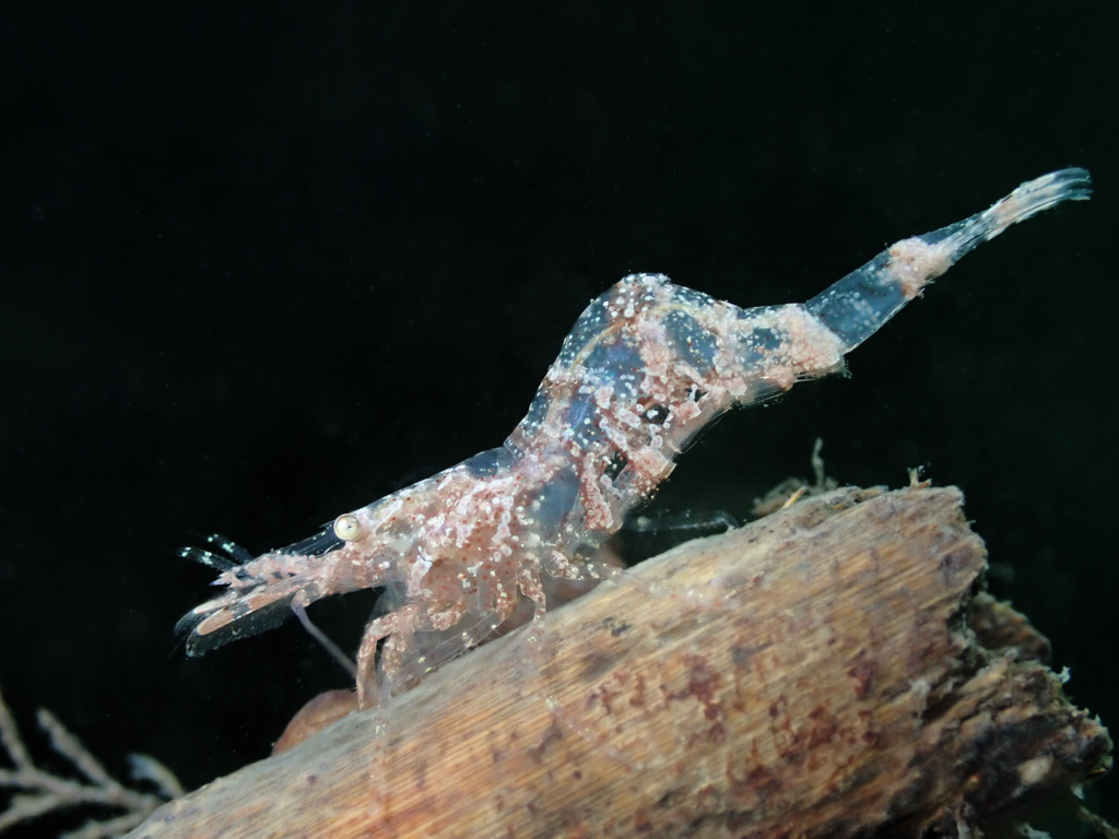 Chamaeleon Prawn, photo 1 of 9