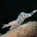 Chamaeleon Prawn - Photo (c) Stefan, some rights reserved (CC BY-NC), uploaded by Stefan