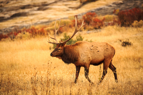 American Elk photographed in Wyoming