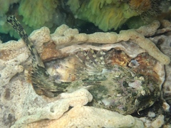 Taurulus bubalis