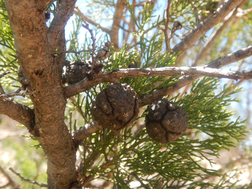 Callitris verrucosa, photograph 6