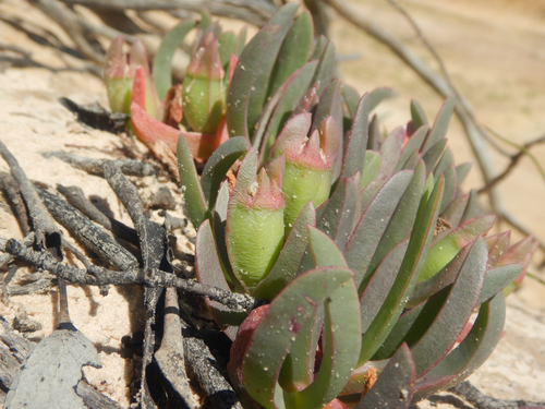 Carpobrotus modestus, photograph 1