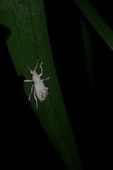 Compsus viridivittatus