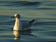 Chroicocephalus ridibundus