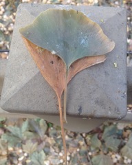 Ginkgo biloba
