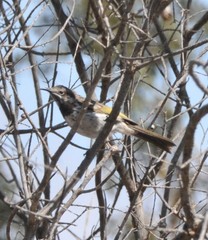 Purnella albifrons