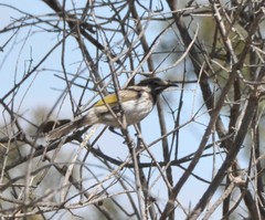 Purnella albifrons