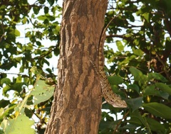 Morinda pubescens