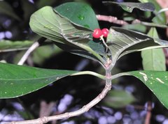 Psychotria asiatica