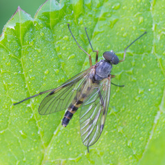 Rhagio maculatus