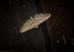 Araeopteron canescens