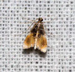 Thysanoidma octalis