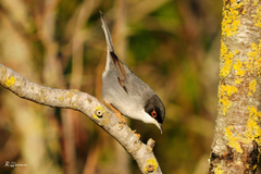Curruca melanocephala