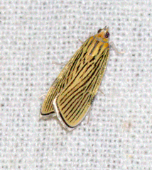 Tyspanodes linealis
