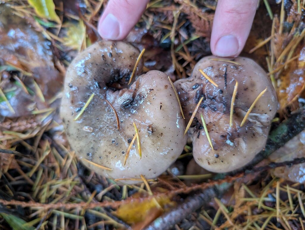 Gomphidius oregonensis · November 2025 · photo: © michaelshan (iNaturalist, cc-by-nc)