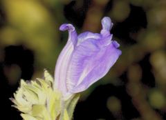 Calacanthus grandiflorus