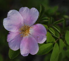 Rosa amblyotis