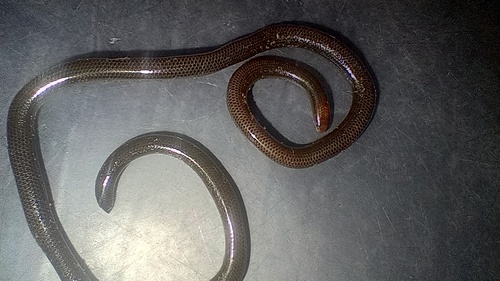 Caracas Blindsnake