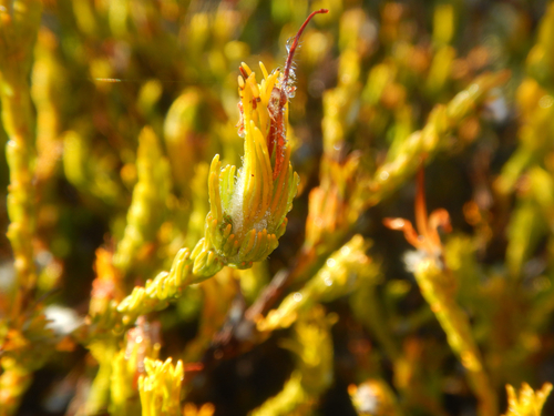 Adenanthos terminalis (Adenanthos terminalis)