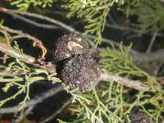 Callitris verrucosa, photograph (c) Bryce Watts-Parker, some rights reserved (CC BY)