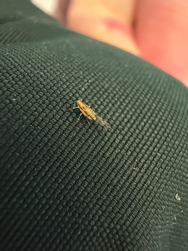 Lime Leaf Aphid photo 4