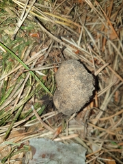 Elaphomyces granulatus