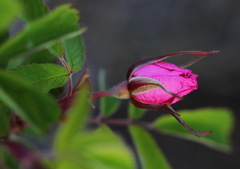Rosa amblyotis