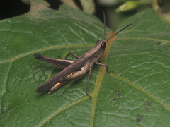 Phlaeoba fumosa