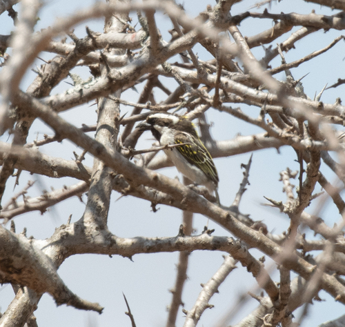 Black-throated Barbet (Tricholaema melanocephala), photo 10