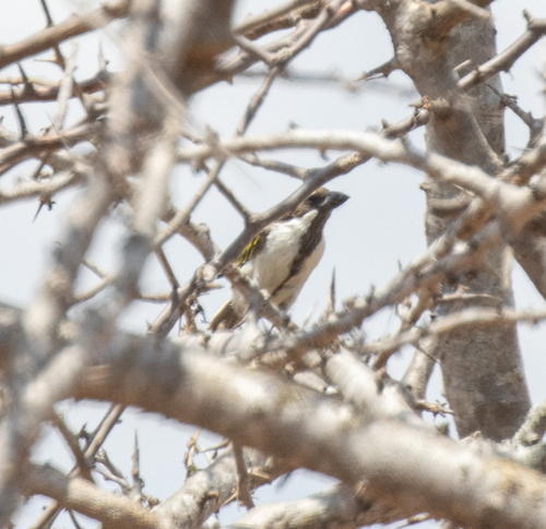 Black-throated Barbet (Tricholaema melanocephala), photo 3