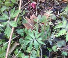 Hydrophyllum virginianum