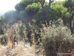 Celtica gigantea
