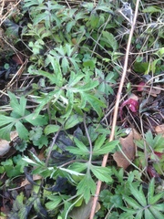 Hydrophyllum virginianum