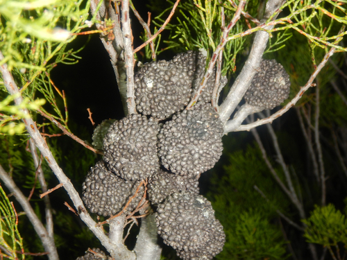 Callitris verrucosa, photograph 4