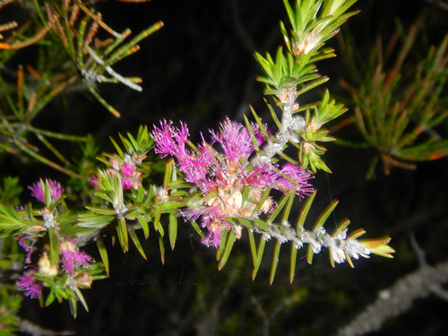 Melaleuca wilsonii, photograph 6