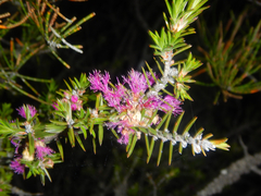 Melaleuca wilsonii, photograph (c) Bryce Watts-Parker, some rights reserved (CC BY)