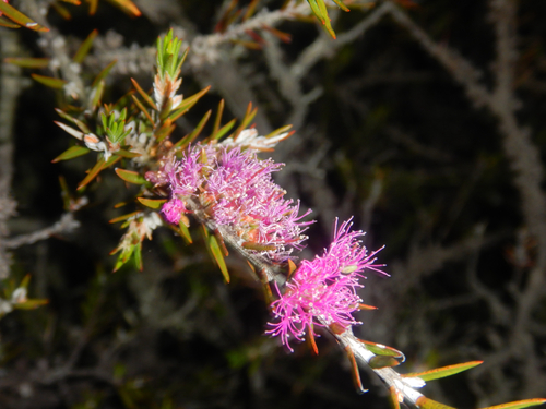 Melaleuca wilsonii, photograph 5