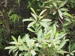 Ardisia humilis