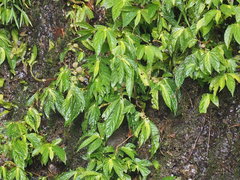 Elatostema