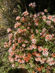 Crassula pruinosa