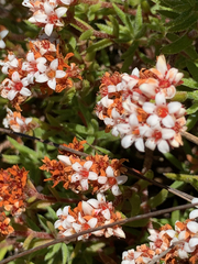 Crassula pruinosa