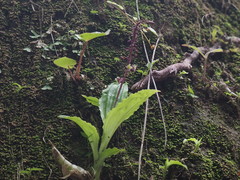Crepidium koordersii