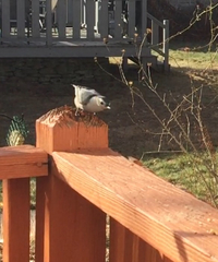 Sitta carolinensis