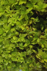 Syntrichia latifolia