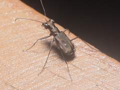 Cylindera